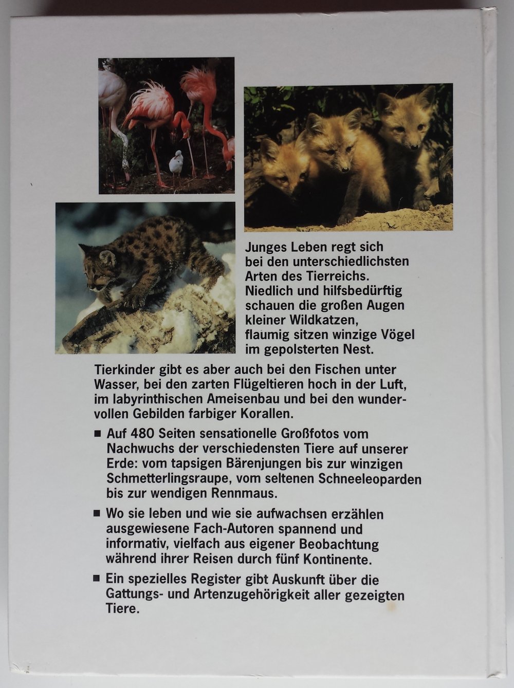 Kinderlexikon Tierkinder Nachwuchs in der Tierwelt Kinderbuch Lexika Lexikon Kind Kinder Tiere Wissen lesen Bilder 
