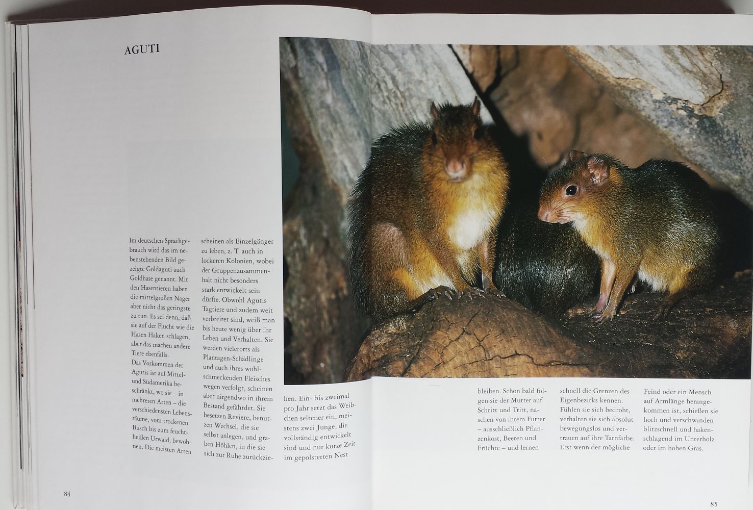 Kinderlexikon Tierkinder Nachwuchs in der Tierwelt Kinderbuch Lexika Lexikon Kind Kinder Tiere Wissen lesen Bilder 
