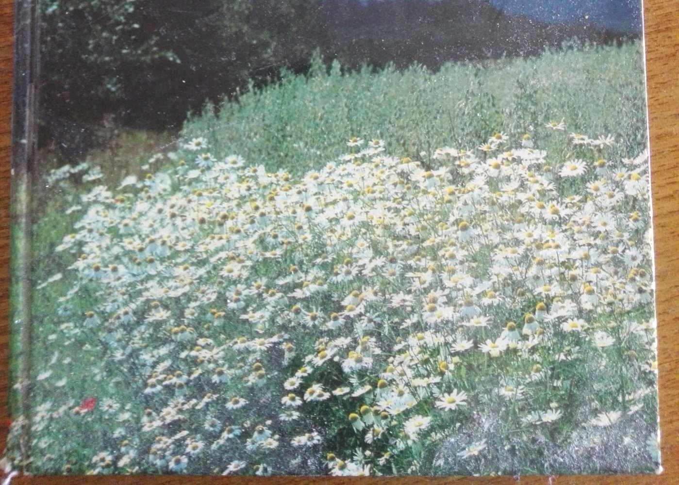 wie die Lilien auf dem Felde