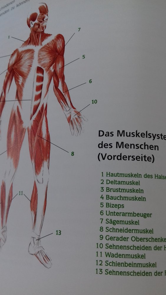 Lehrstoff Nachschlagewerk Massage Technik Anwendung Massagegriffe Anatomie Aktivprogramme Wissenswertes Muskelsystem Heilwirkung 