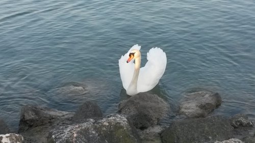 Ju-Ko