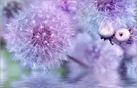 Pumi