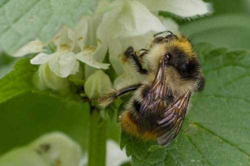 Waldhummel