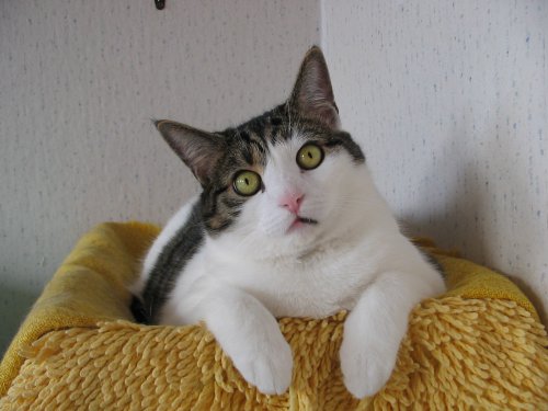serafinkatze
