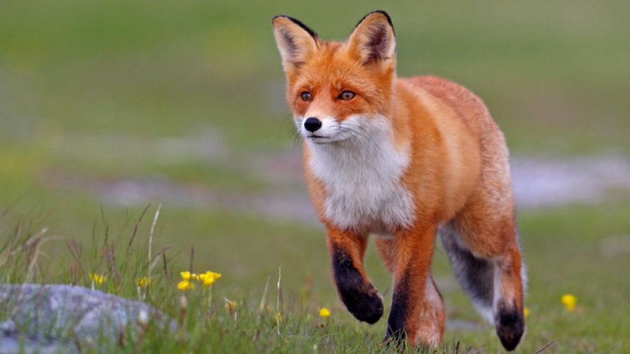 DennisTheFox
