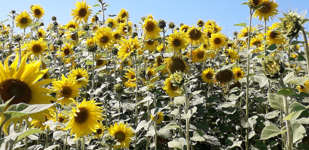 Sonnenblumenwiese