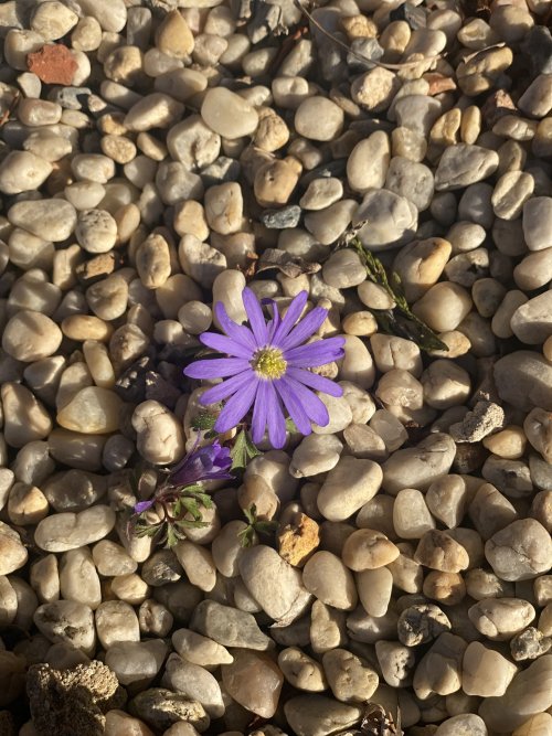Kleiderhummel