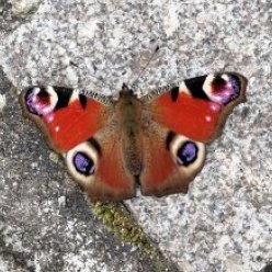 ButterflyTreasures