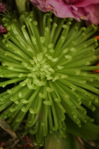 Lithops