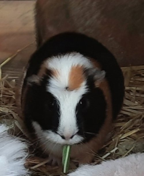 Silvi.Die
