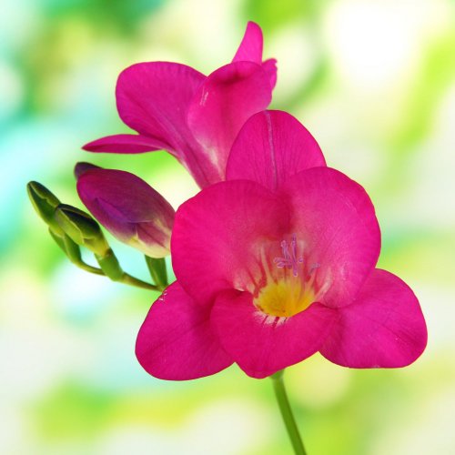 freesia.pink