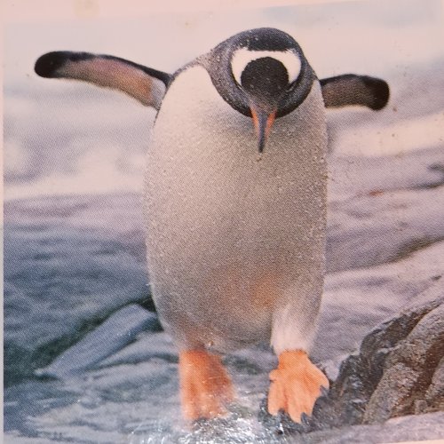 Verksufsmsmi