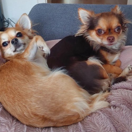 Bella.Daisy