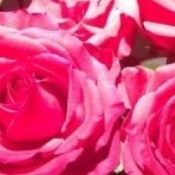 prettyflowers