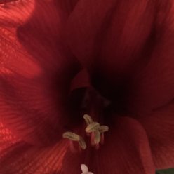 Elli884