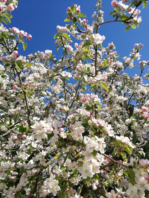 bine.schrei