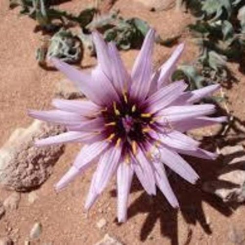 wuestenblume2