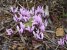 Waldfee_im_Korb