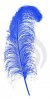 BlaueFeder