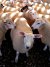 woolysheep