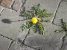 dandelion_chain