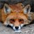 MsFox