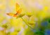 YellowButterfly