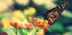 corinna3549