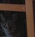 Gatito