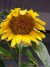 sunflower0410
