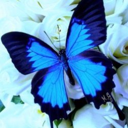 Silvi0301