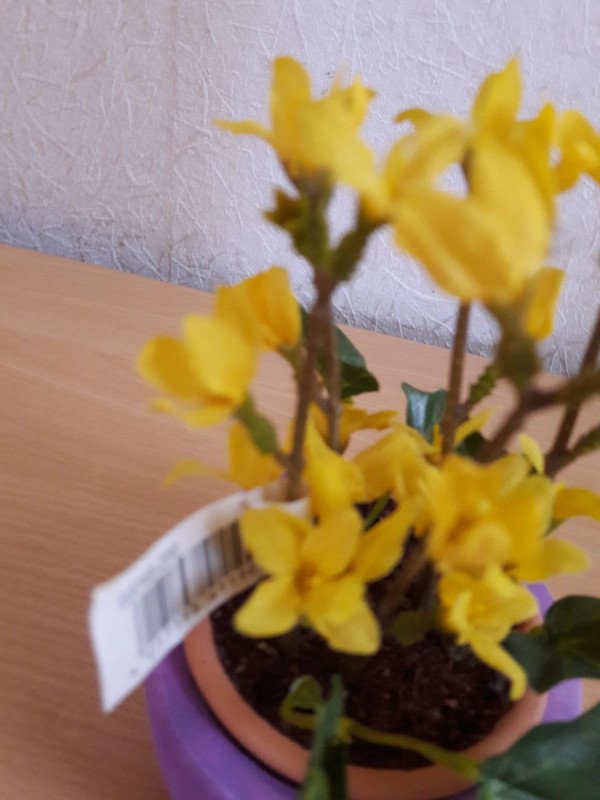 Tischdeko Blume Forsythie