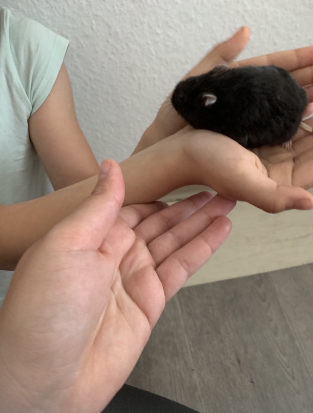 1 jahre hamster