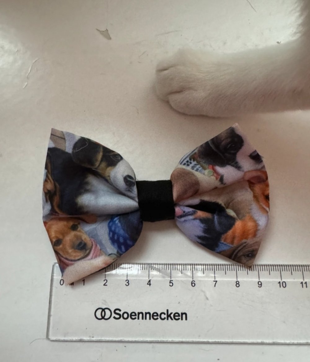 Haarschleife hund