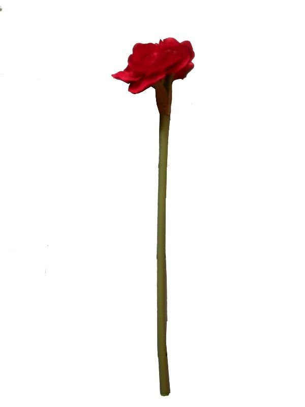 Seidenblume Amaryllis rot