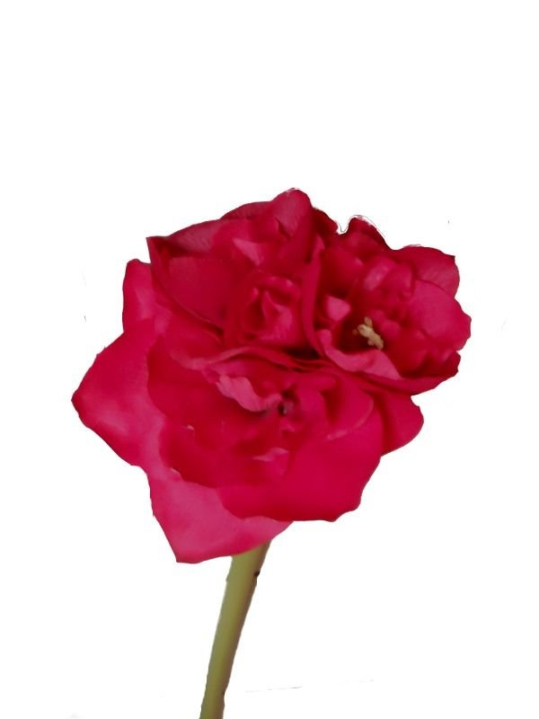 Seidenblume Amaryllis rot